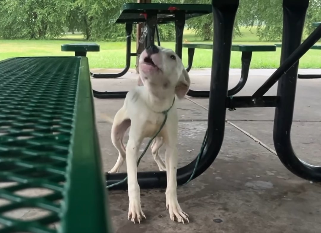 cute white puppy