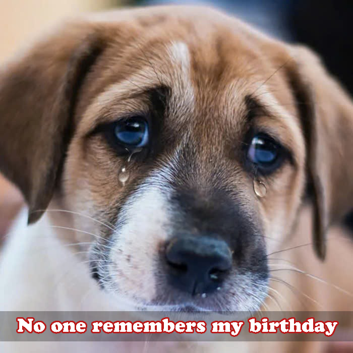 Today is my birthday but no one remembers, is it because I’m just a homeless dog?