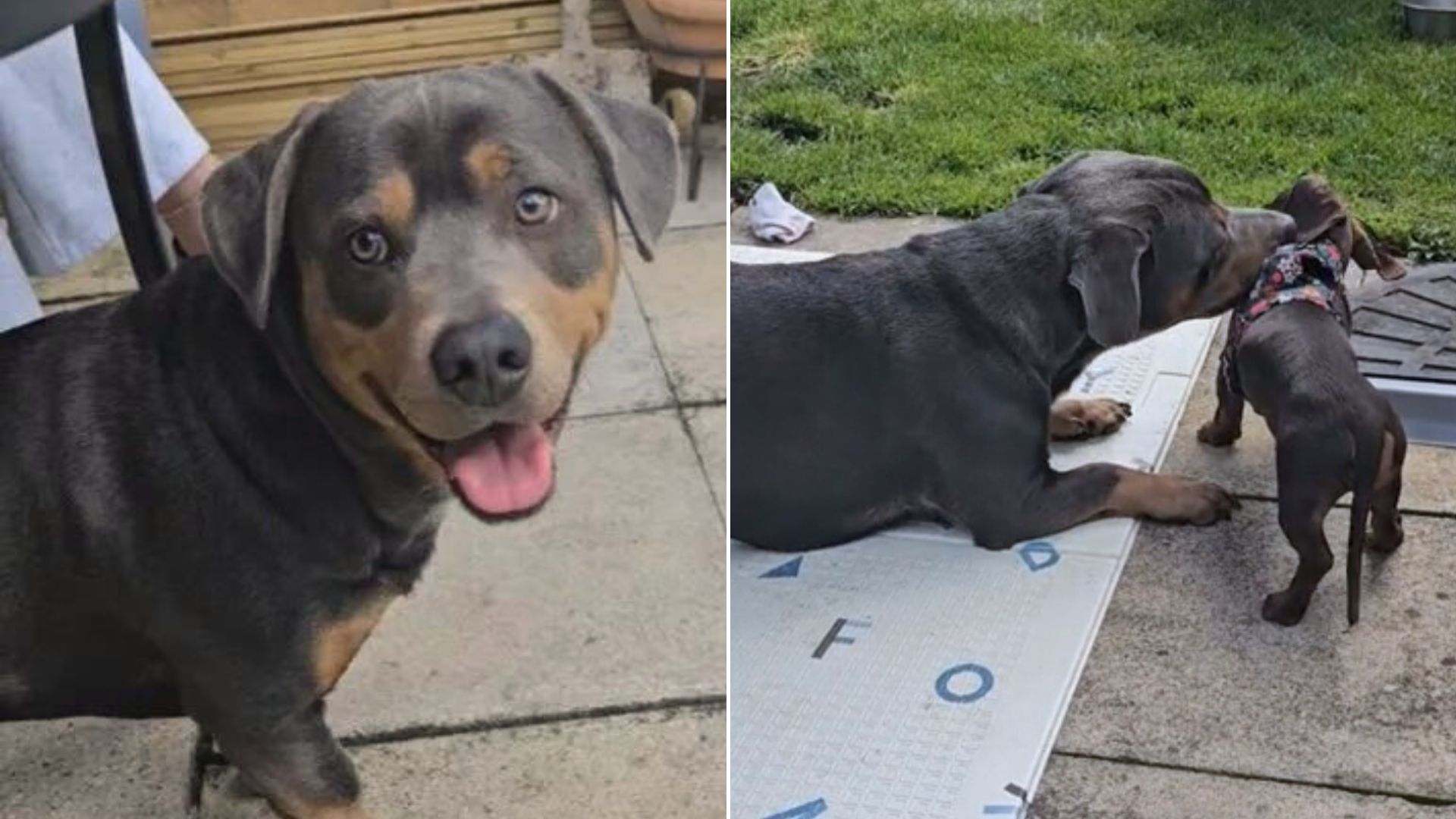 Unusual Dachshund And Rottweiler’s Accidental Litter Leaves Everyone In Awe