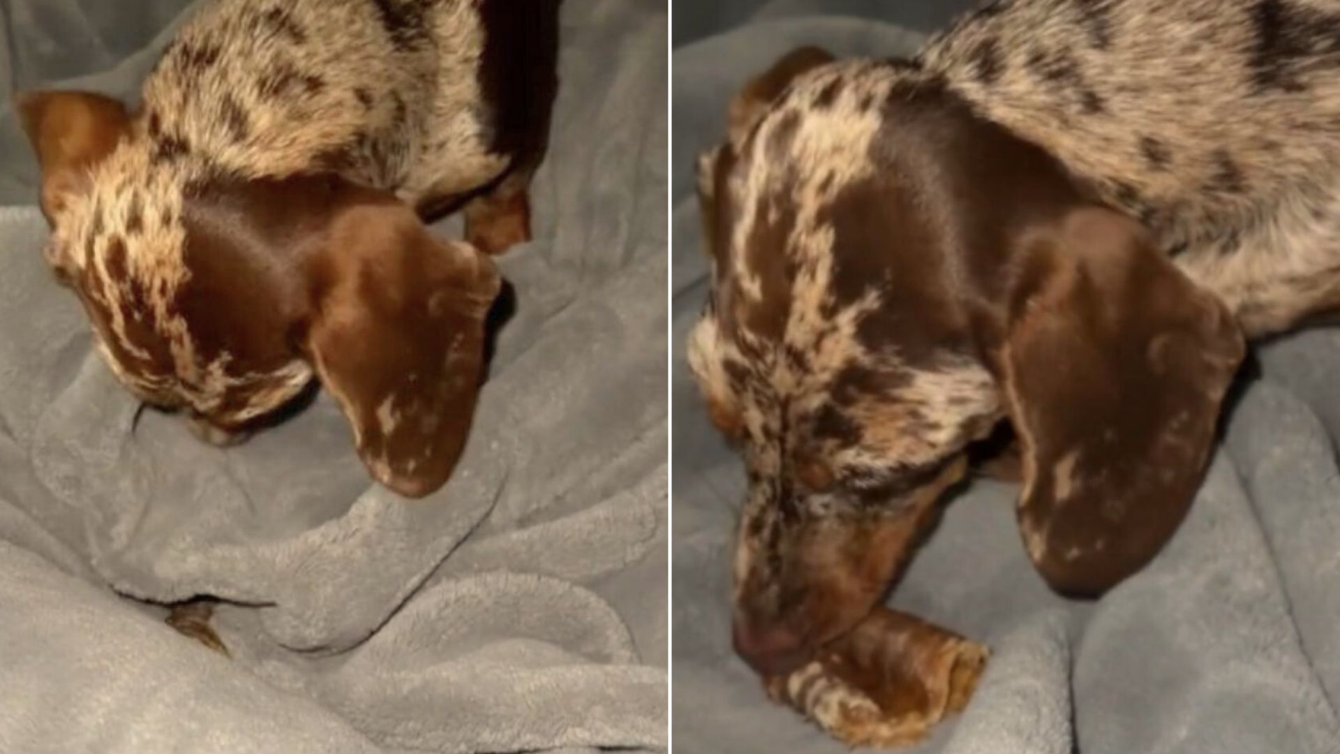 This Dachshund Hiding Snacks In The Most Obvious Place Will Make You Laugh