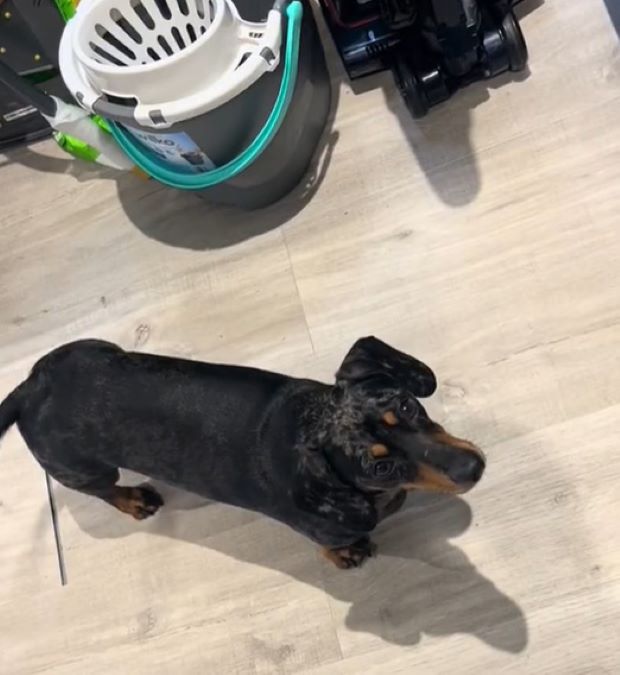 dachshund standing at home