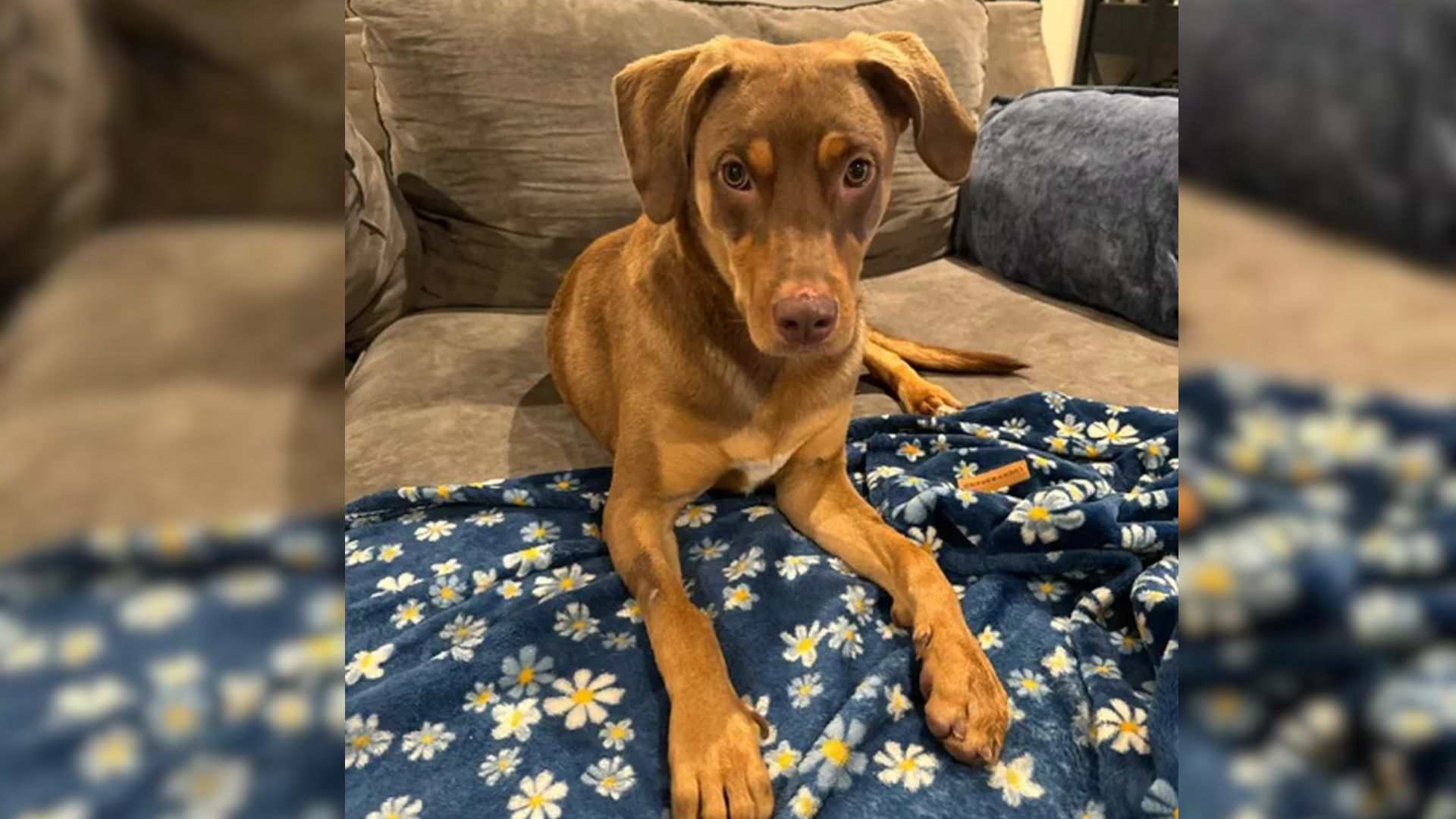 Determined Nurse Found Late Patient’s Dog In Order To Give Him The Sweetest Gift Ever