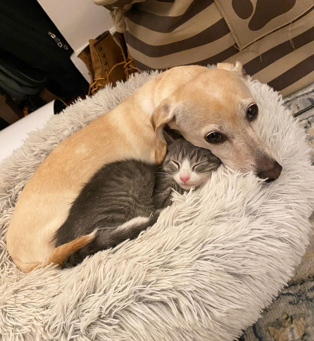 dog and kitten