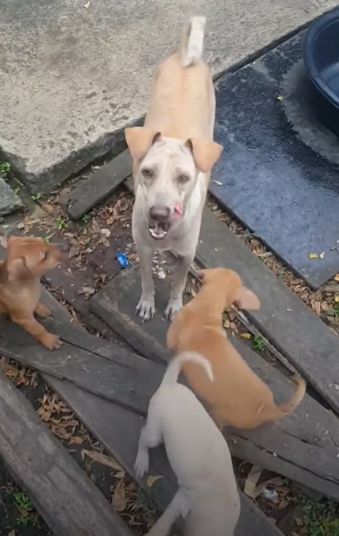 dog feeding puppies