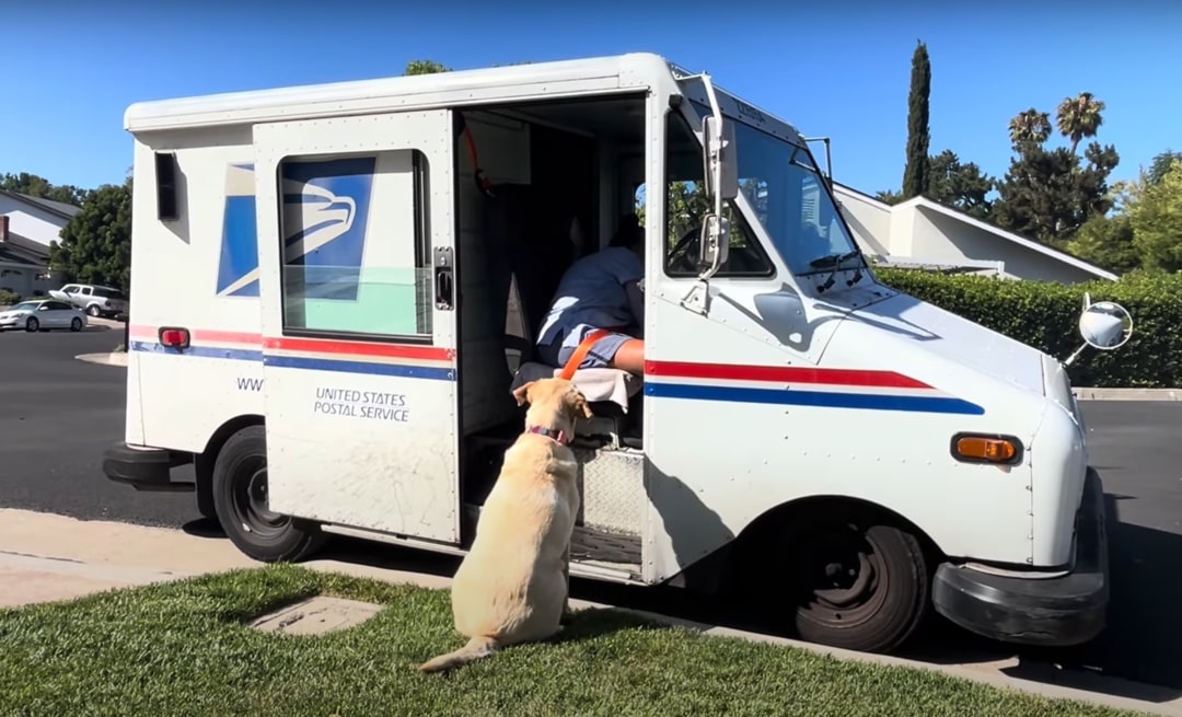 dog and van