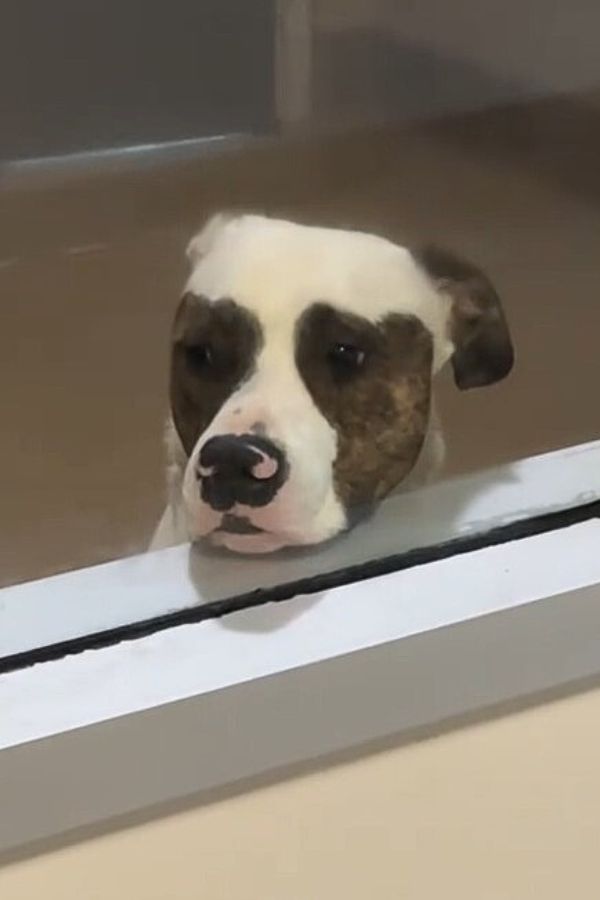 dog by his kennel window