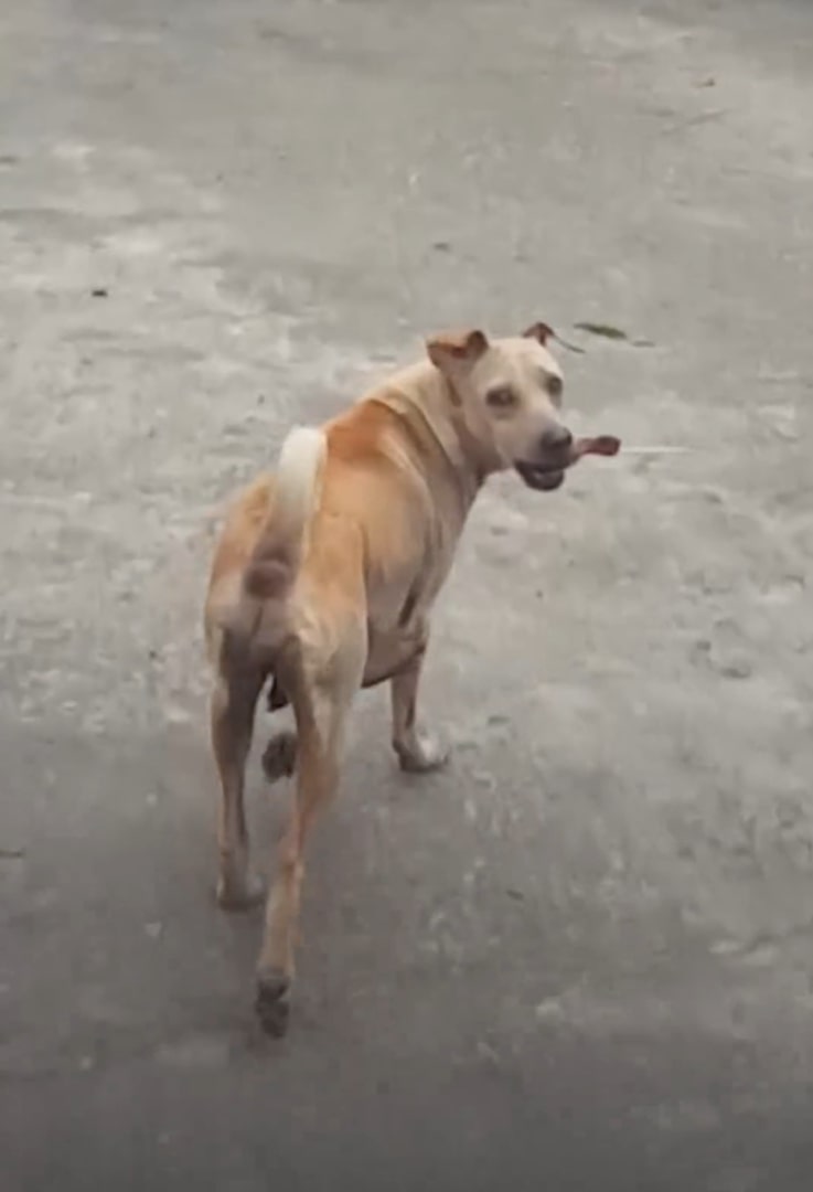 dog carrying food in its mouth