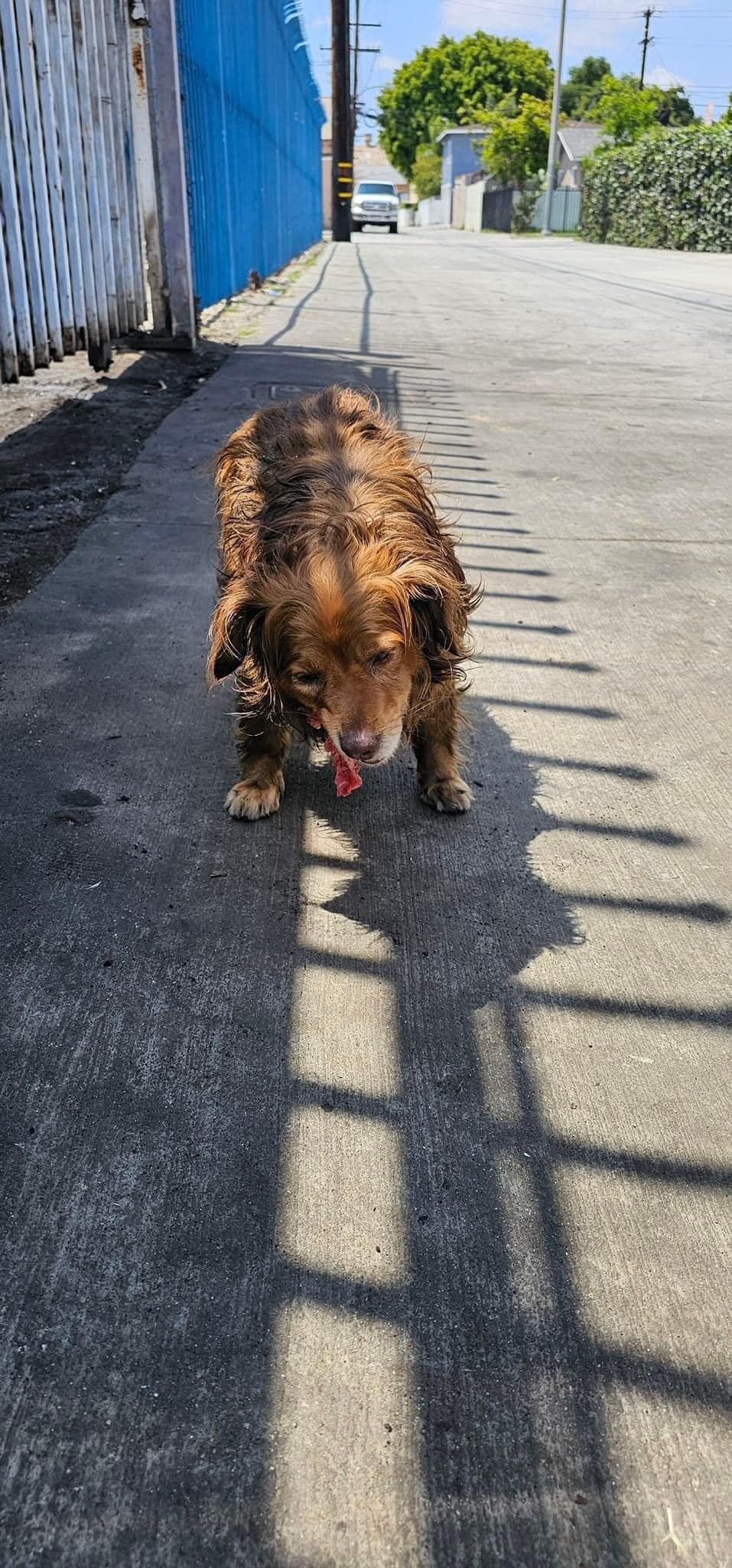 dog eats on the street