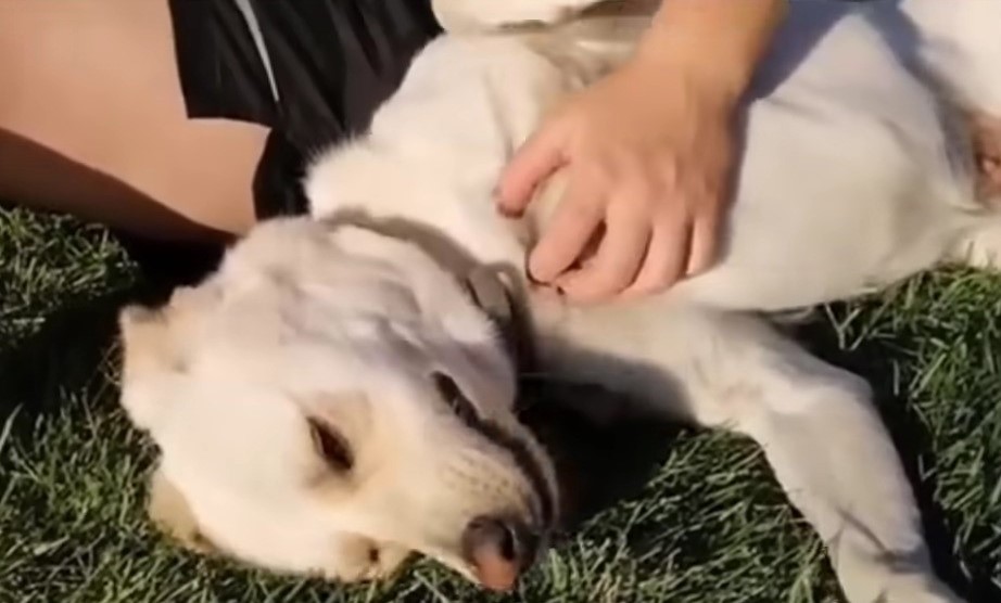 dog enjoying with owner