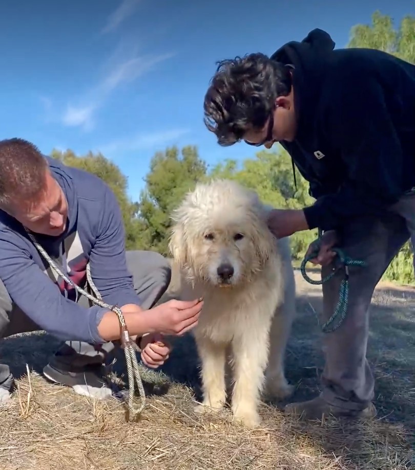 dog got helped by men