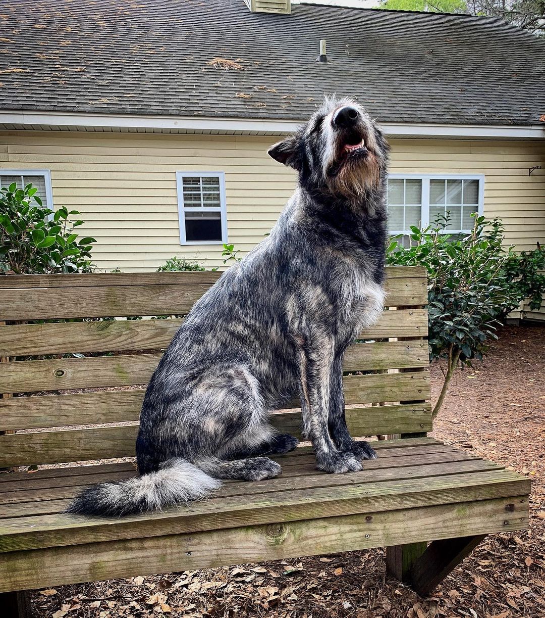 dog howls on the bench