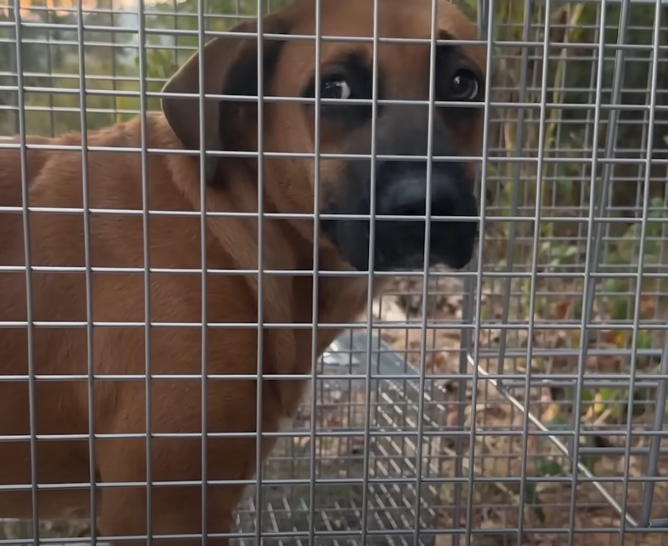 dog in a crate