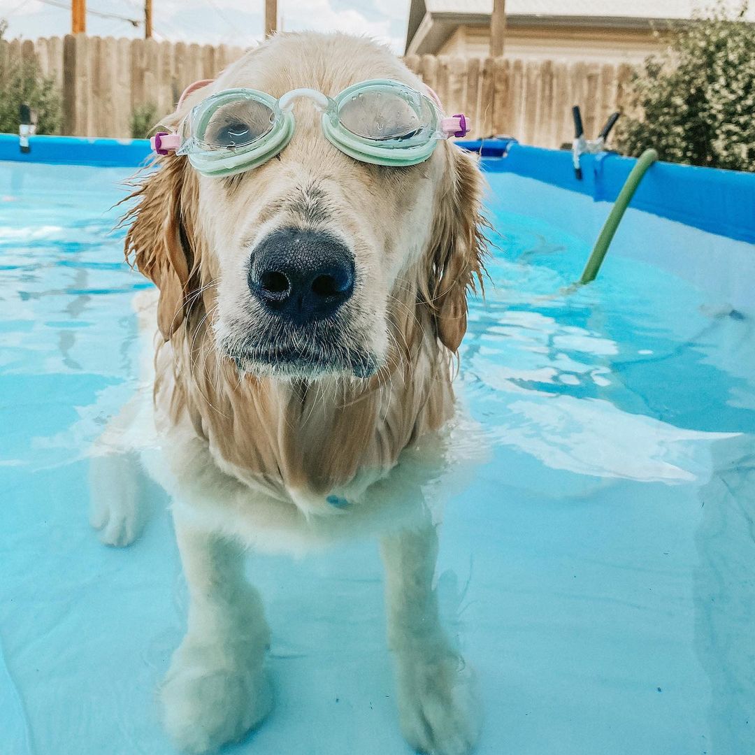 dog in a pool with swimming goggles