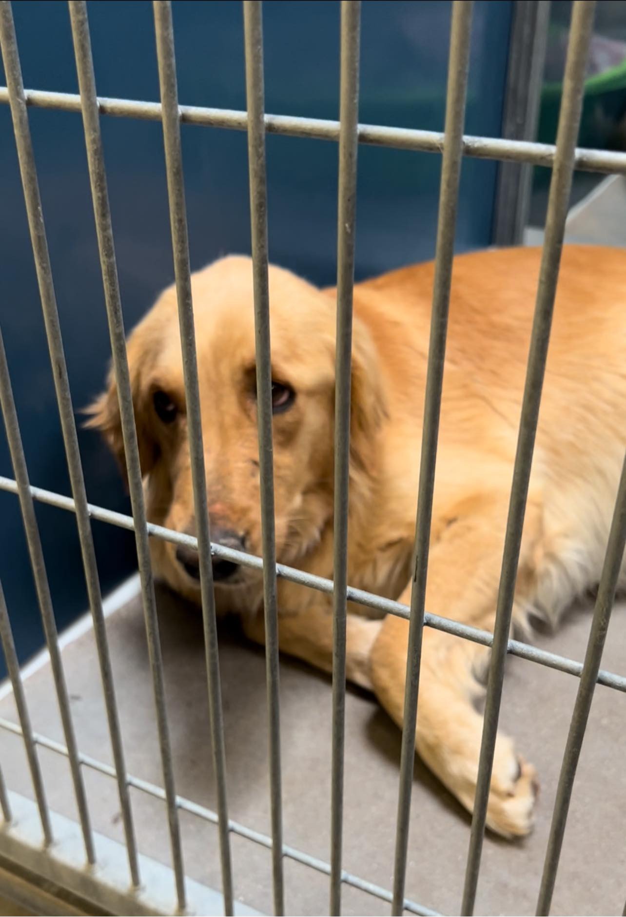 dog in a shelter cage