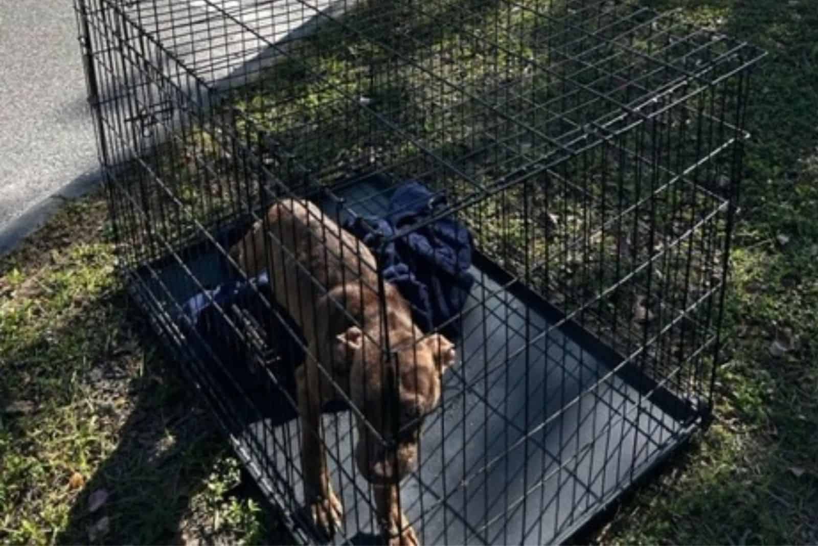 dog in cage on the grass next to a road