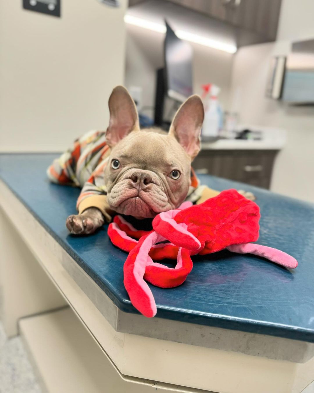 dog in clothes lying on vet table