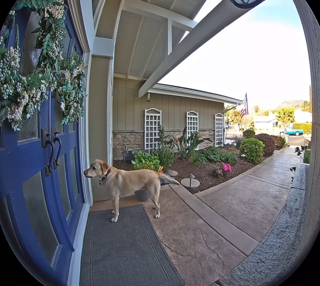 dog in front of doors