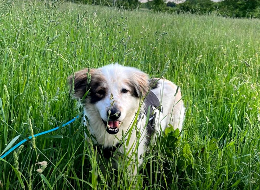 dog in grass