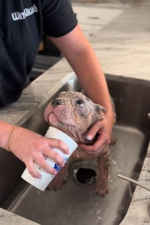 dog in sink