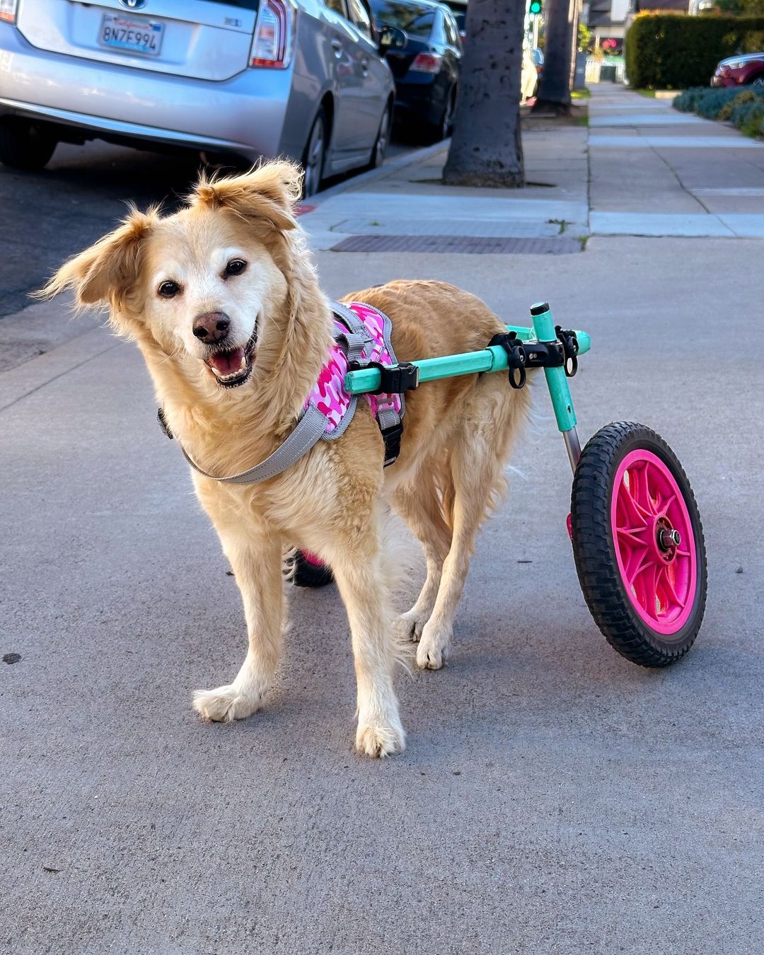 dog in wheelchair