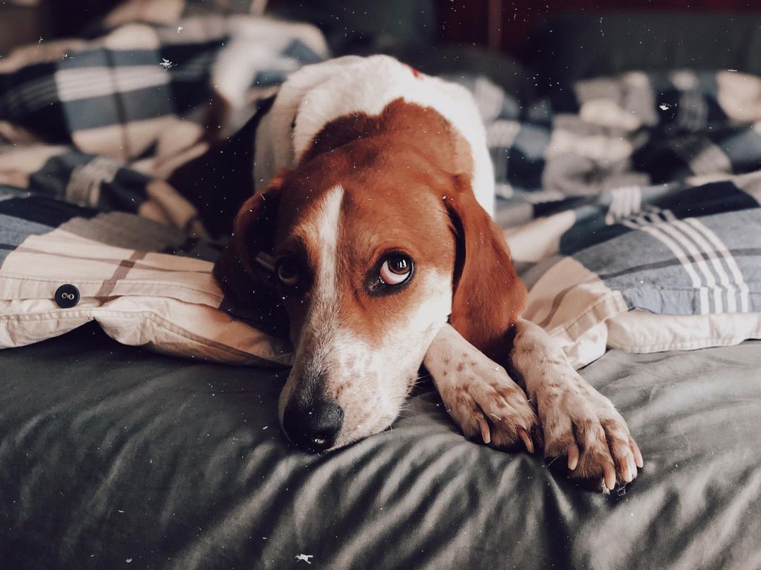 dog laying on a blankets