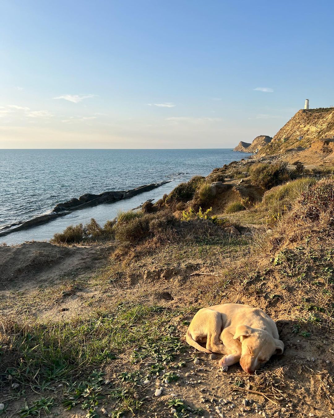 dog laying on a ground near ocean