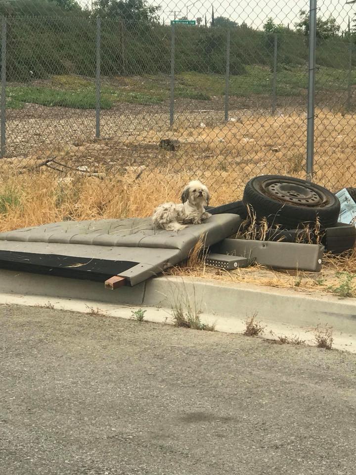 dog laying on a rubish