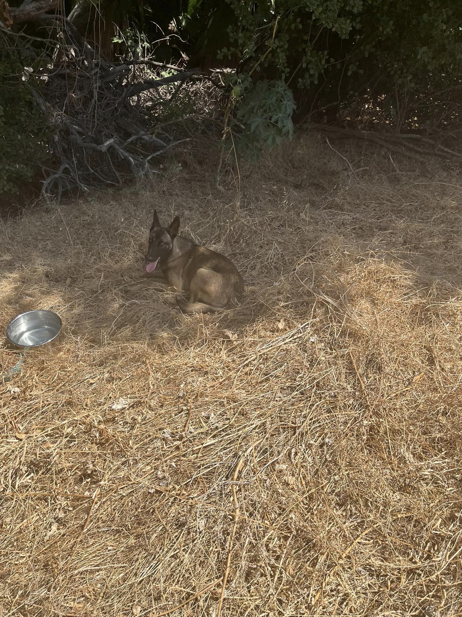 dog laying on the dry grass