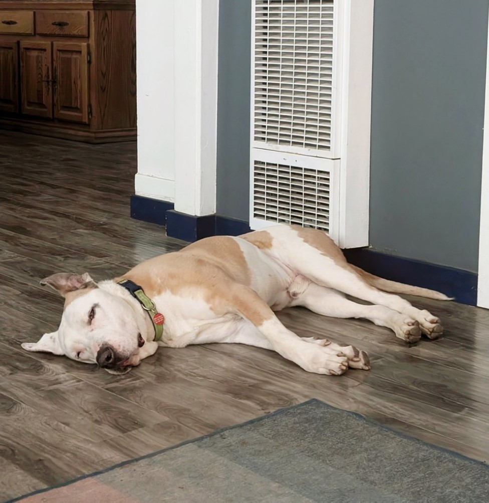 dog laying on the floor