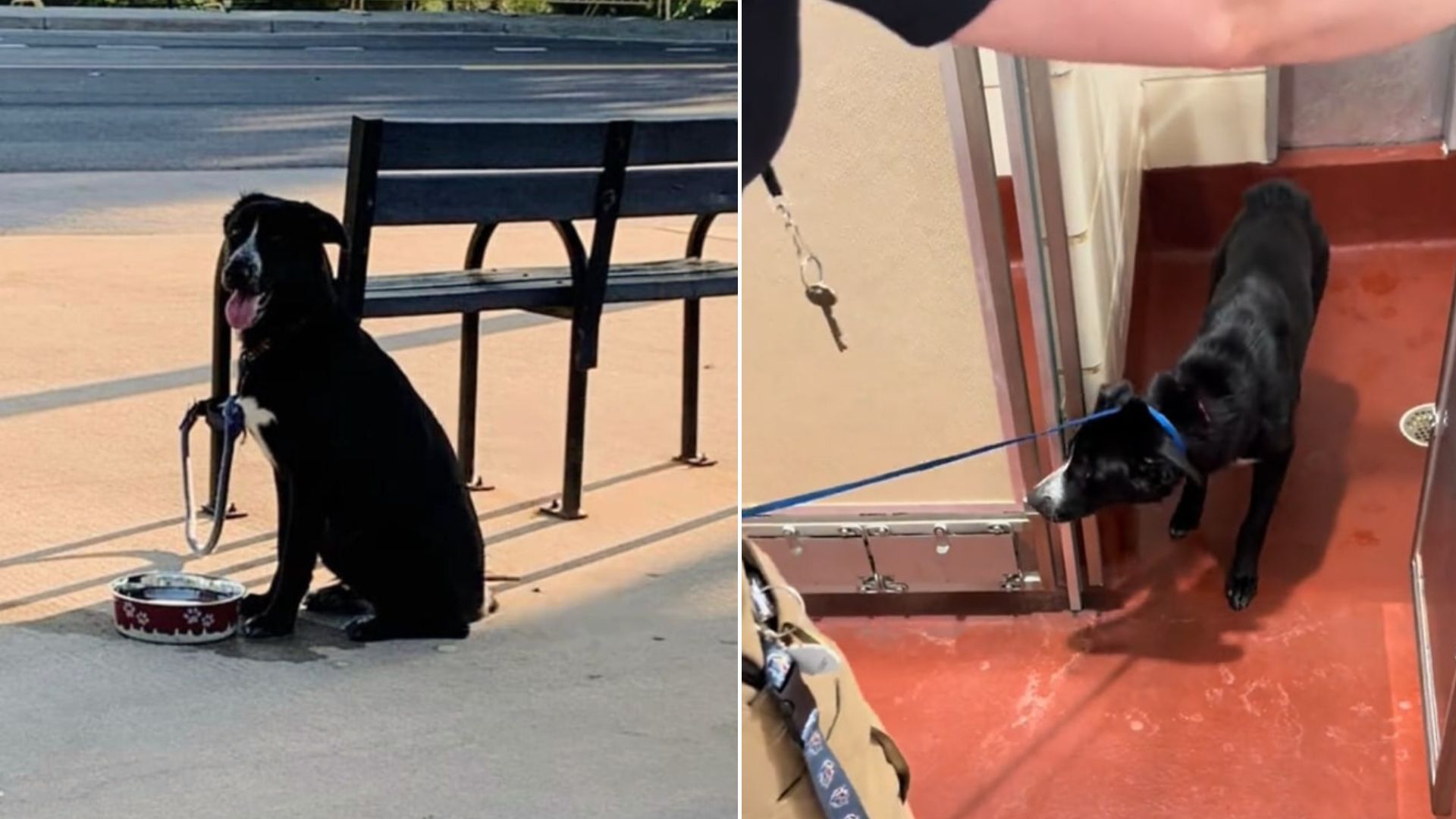 Dog Left Tied To A Bench In The Heat With Only A Bowl Of Water Now Has The Perfect Mom