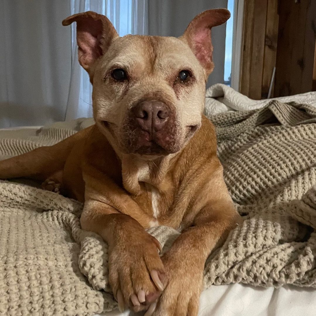 dog lying in bed