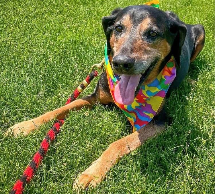 dog lying in grass with colorful scarf