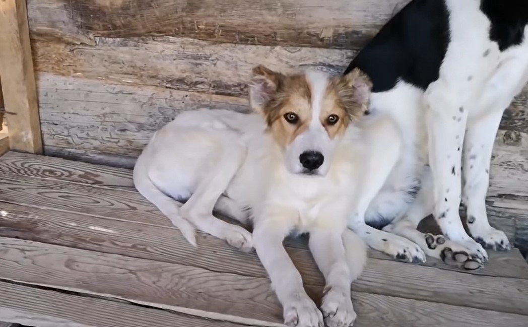 dog lying next to an other dog