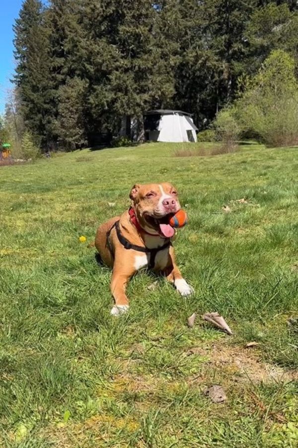 dog lying on grass