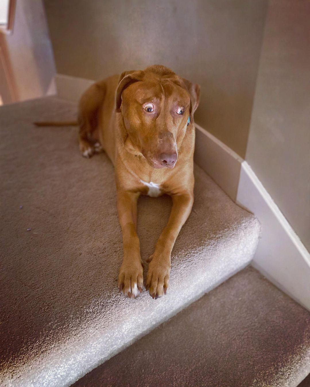 dog lying on top of stairs