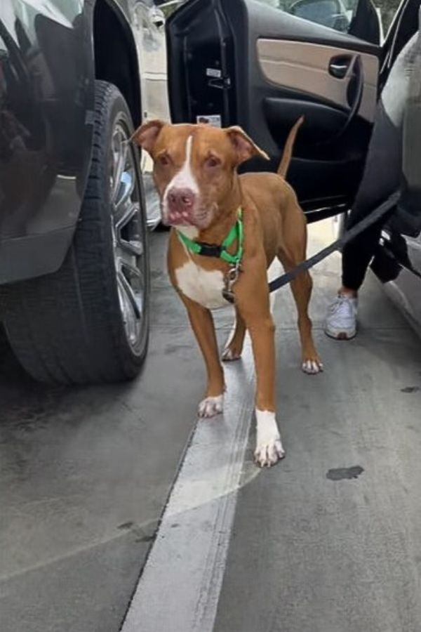 dog next to a car