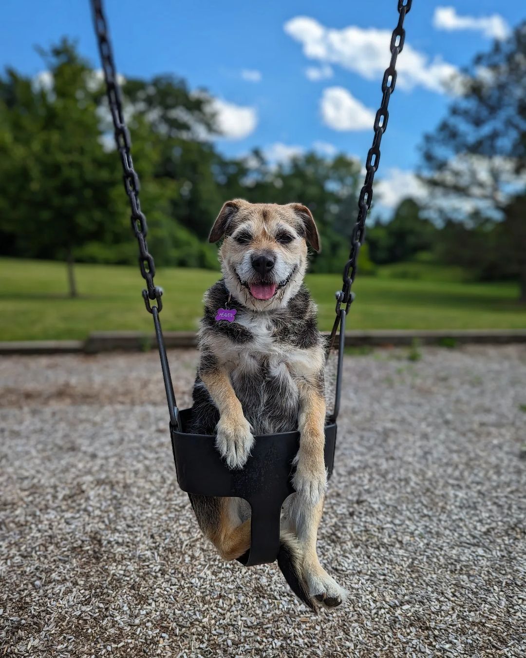 dog on a swing