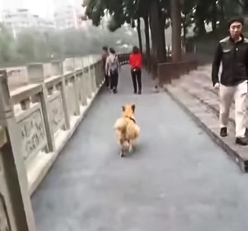 dog on a walk