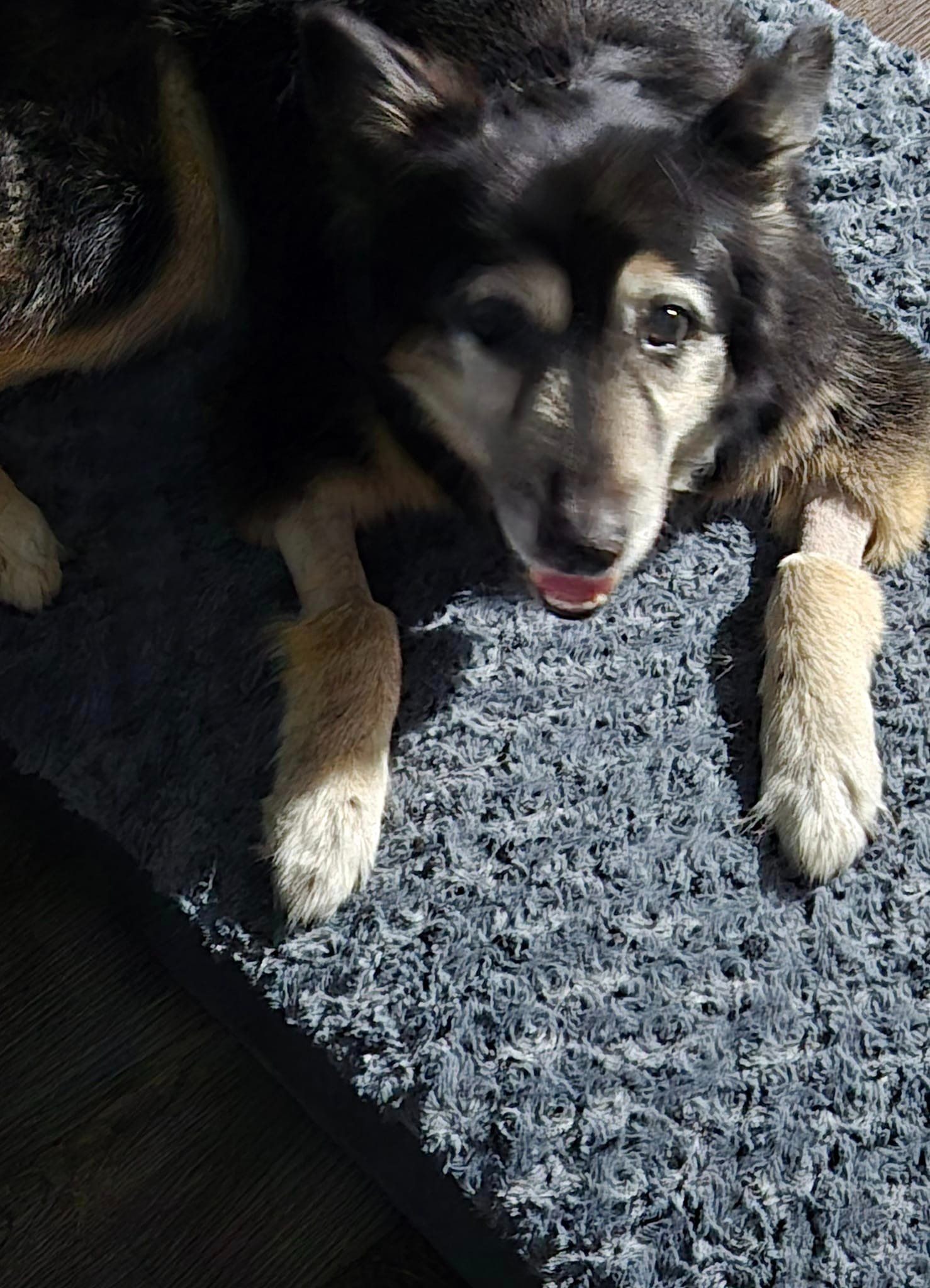 dog on carpet