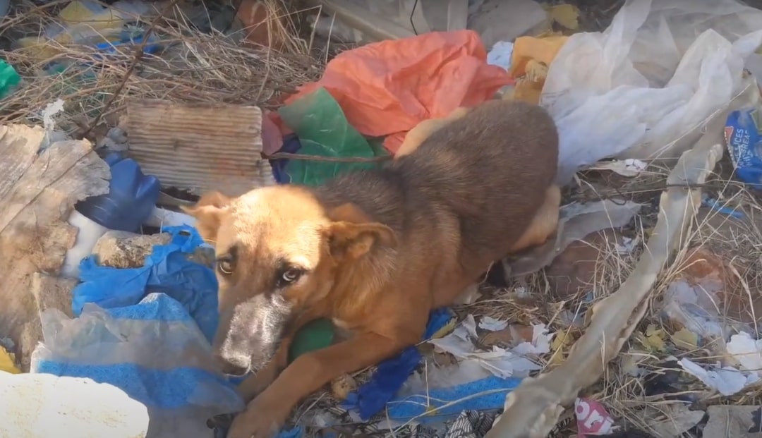 dog on garbage