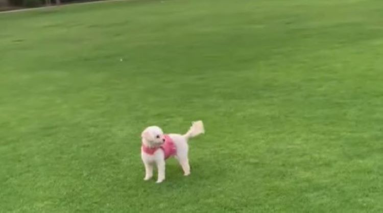 dog on green grass