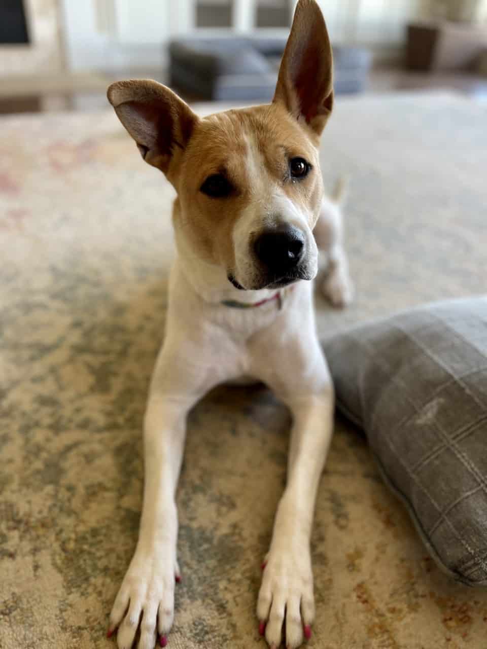 dog on the carpet