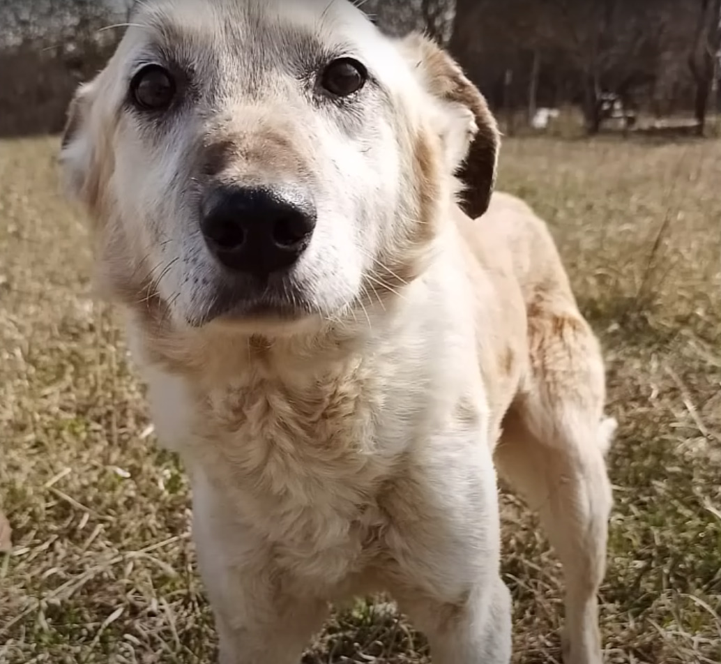 dog on the field