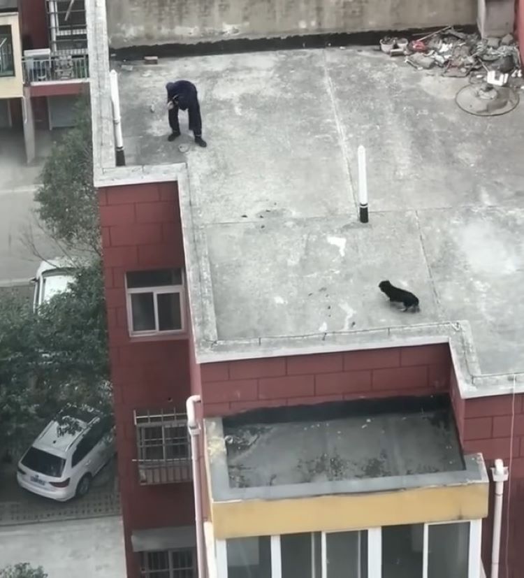 dog on the roof