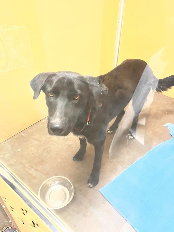 dog placed in a shelter