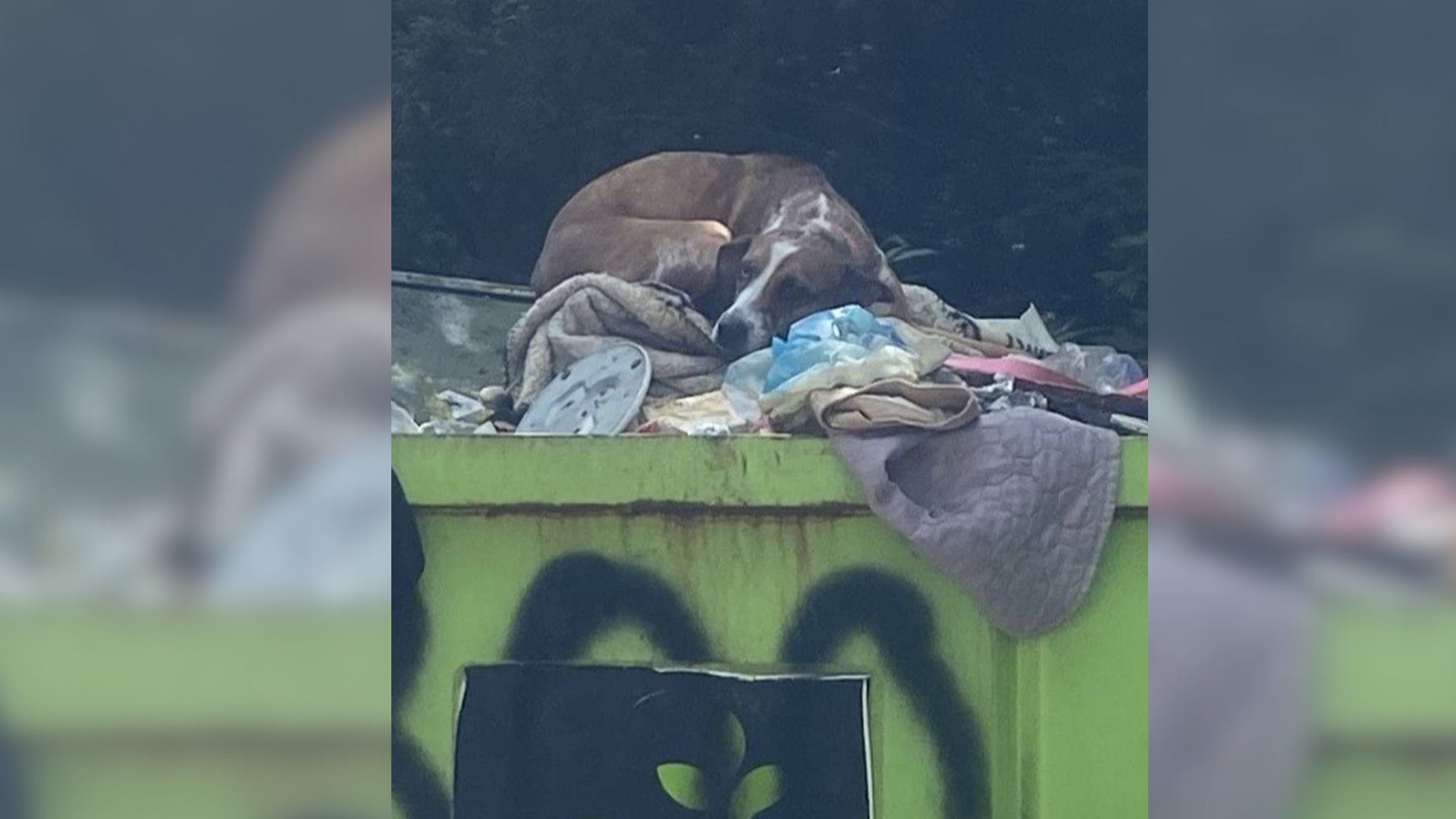 Dog Rescued From Dumpster Was About To Be Put Down Until This Rescue Stepped In