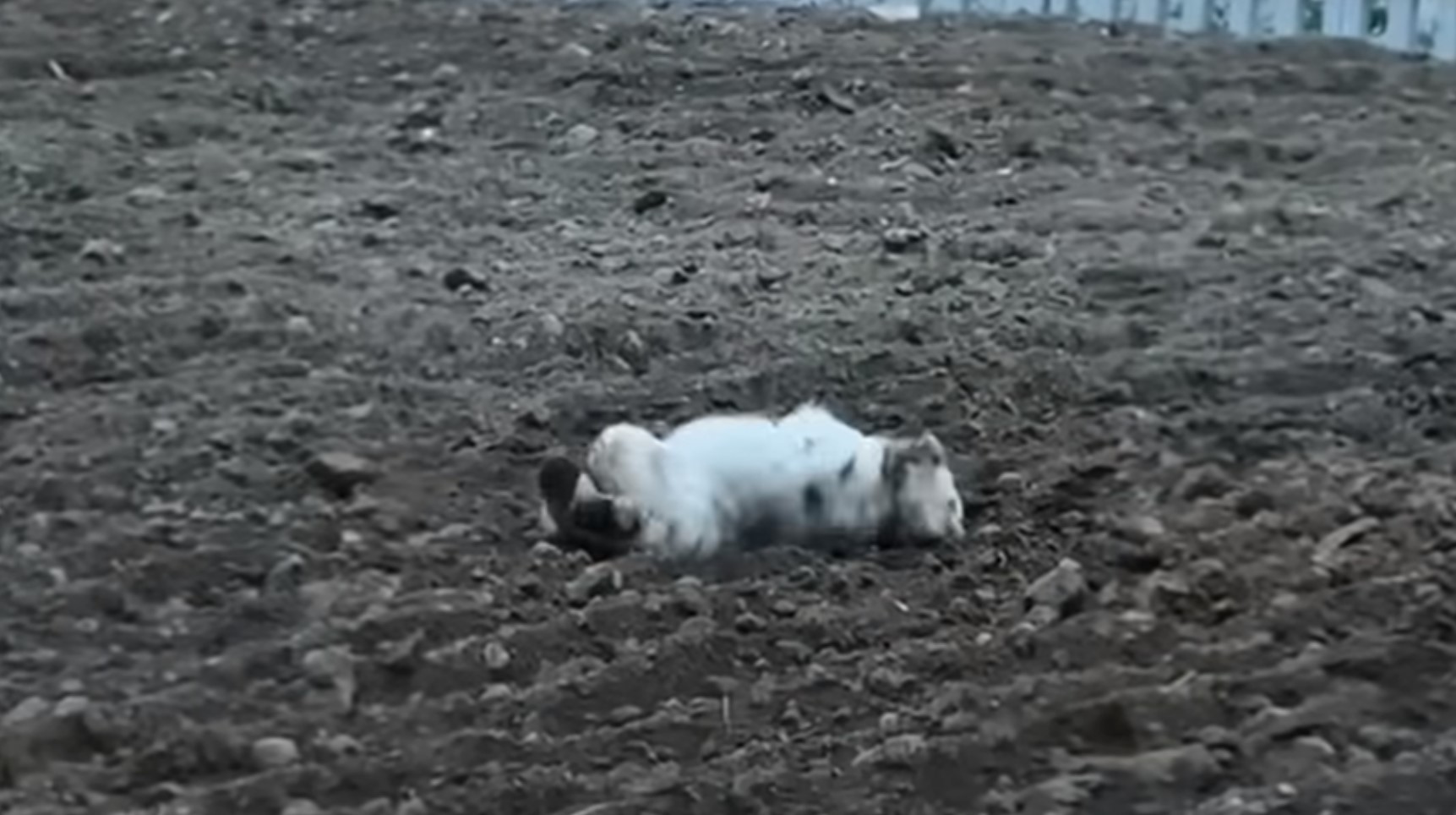 dog rolling in a dirt