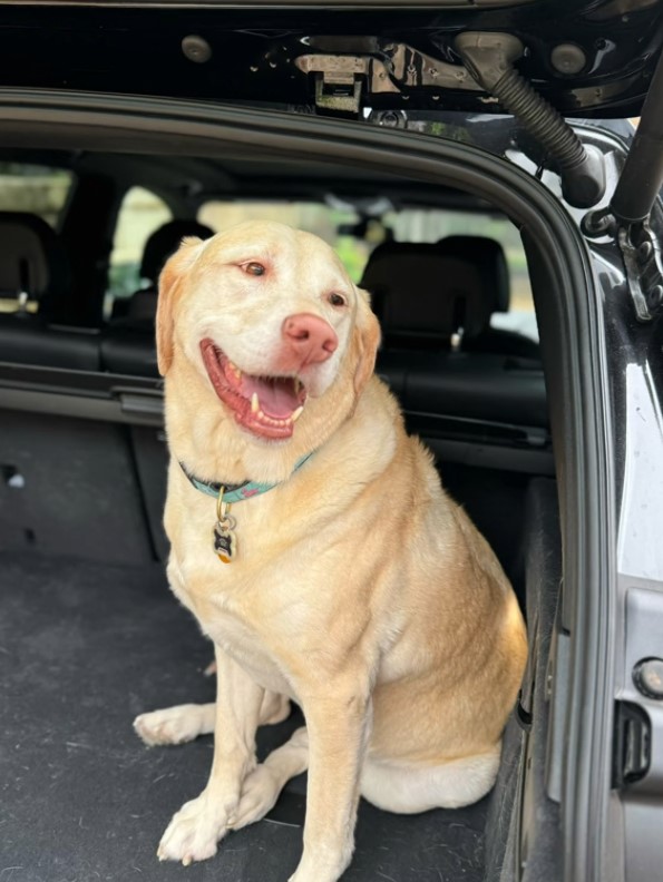 dog sitting in the truck of a car