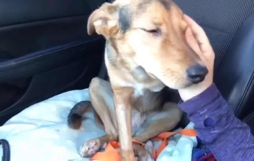 dog sitting on a front seat