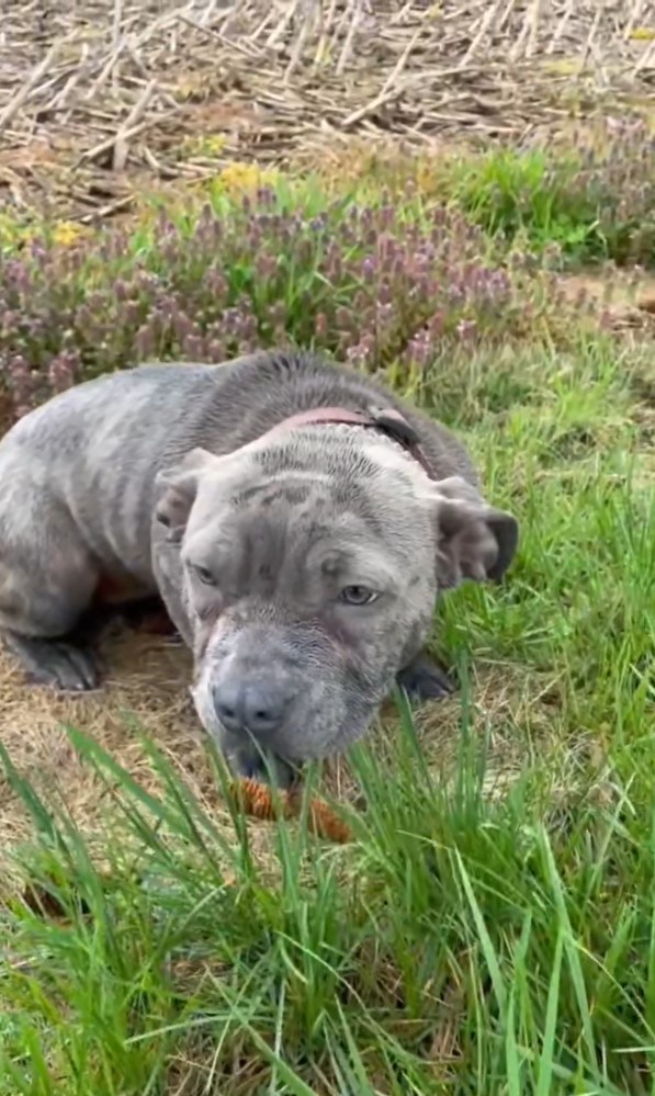 dog sitting on a grass field